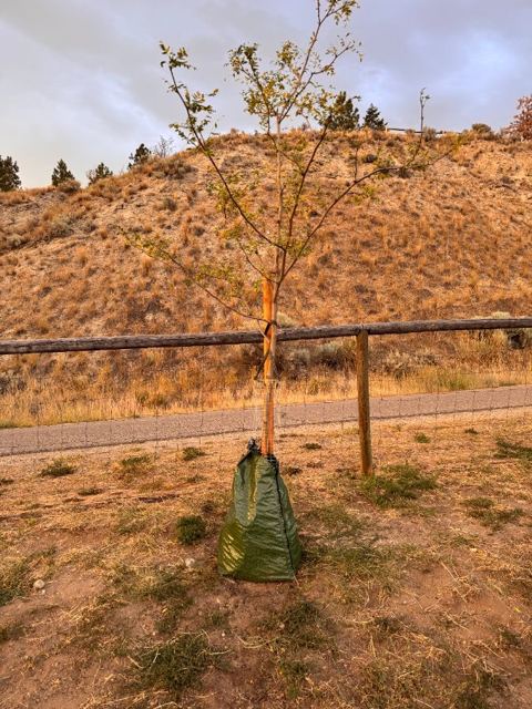 Control tree on a standard surface bag at four weeks with a thinning, yellowing canopy