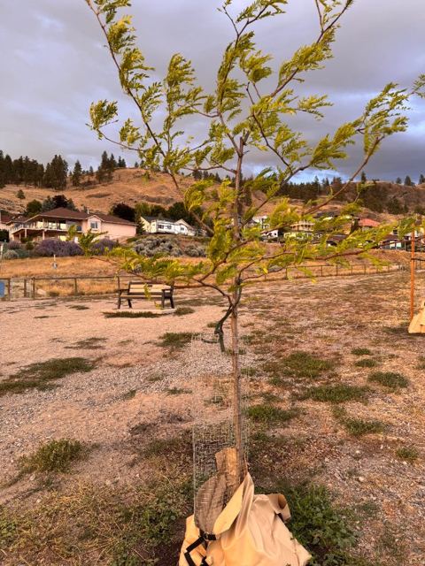 Tree Guardian tree of the same species at four weeks holding a fuller canopy