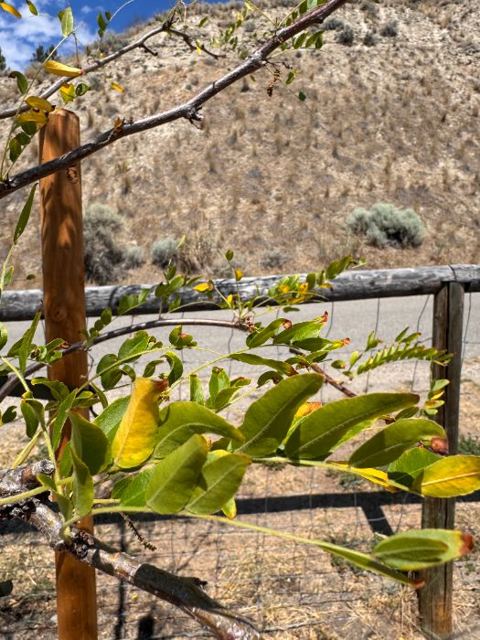 Base of control tree: standard watering bag, rodent cage and straps