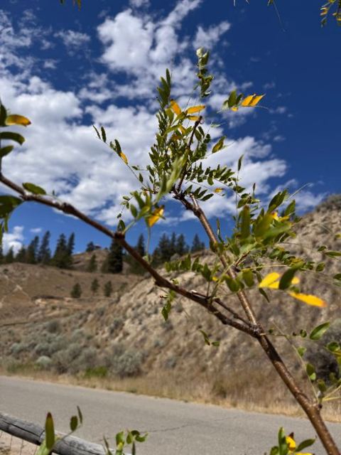 Close-up of curling, scorched-tip leaves on a control tree