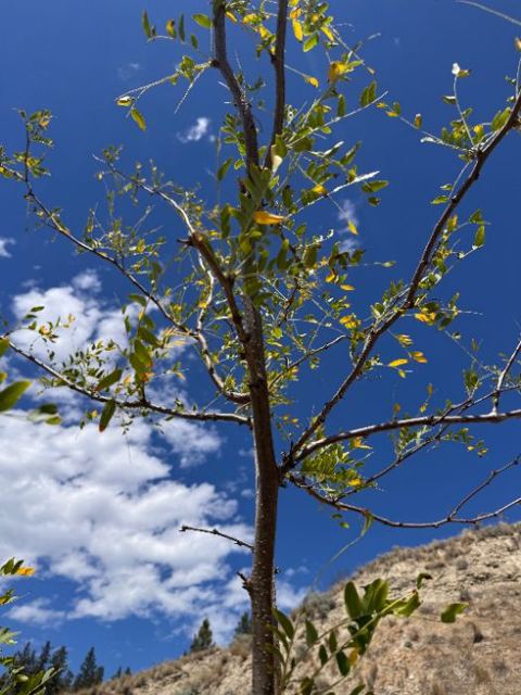 Control honey locust full view with standard watering bag and stake