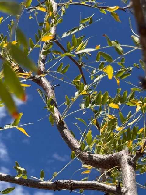 Upper canopy of control tree, sparse leaflets