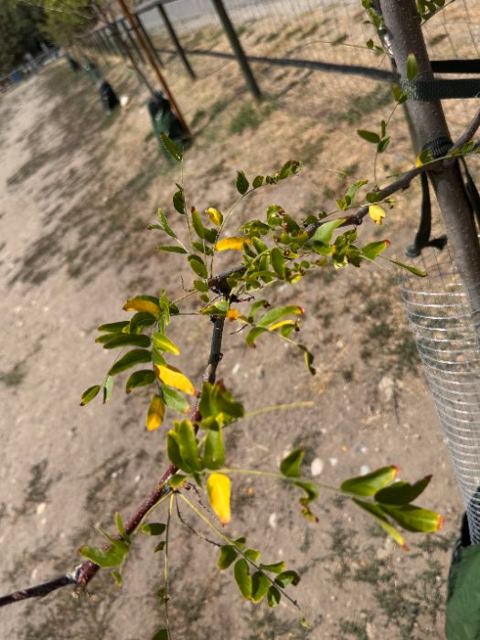 Close-up of yellowing leaflets and scorched tips against sky