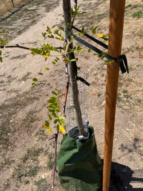 Control tree branch with sparse yellowing foliage by the stake