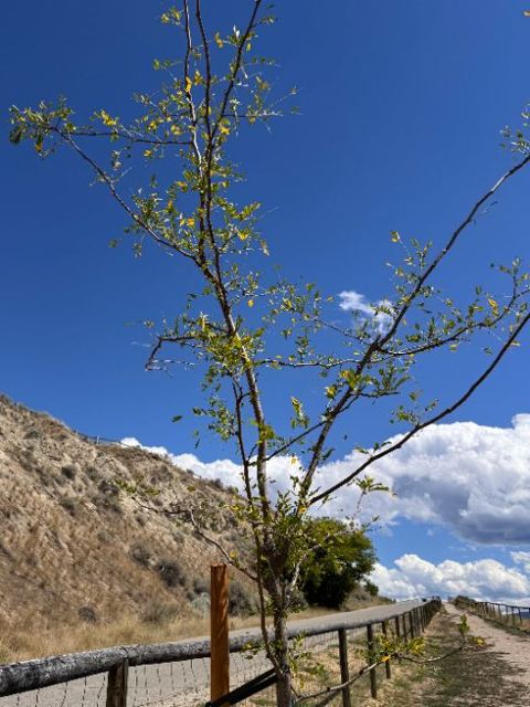 Control honey locust, sparse crown, full view with bag