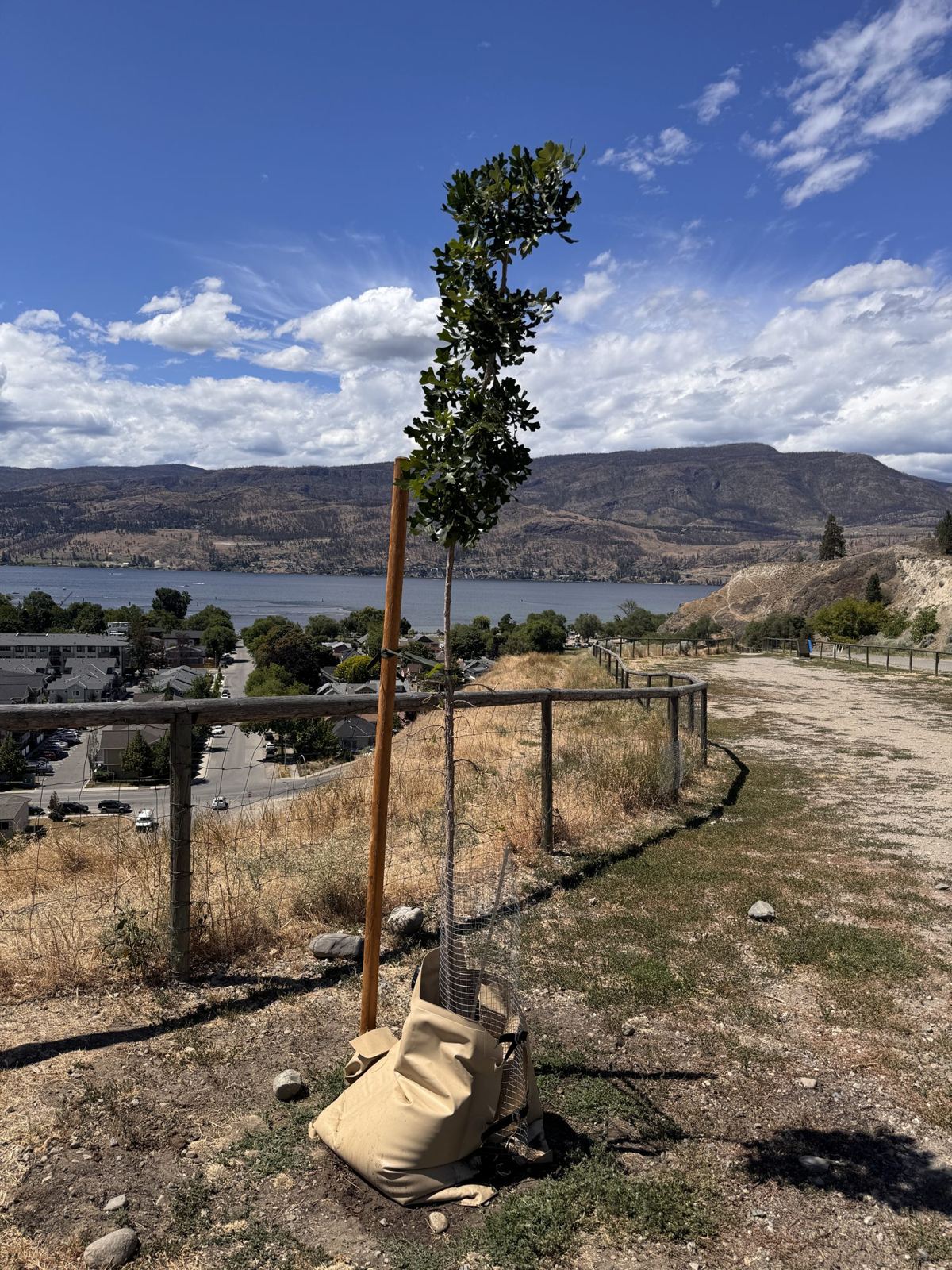 Tree Guardian bur oak — full tree above Okanagan Lake, bag and cage at the base