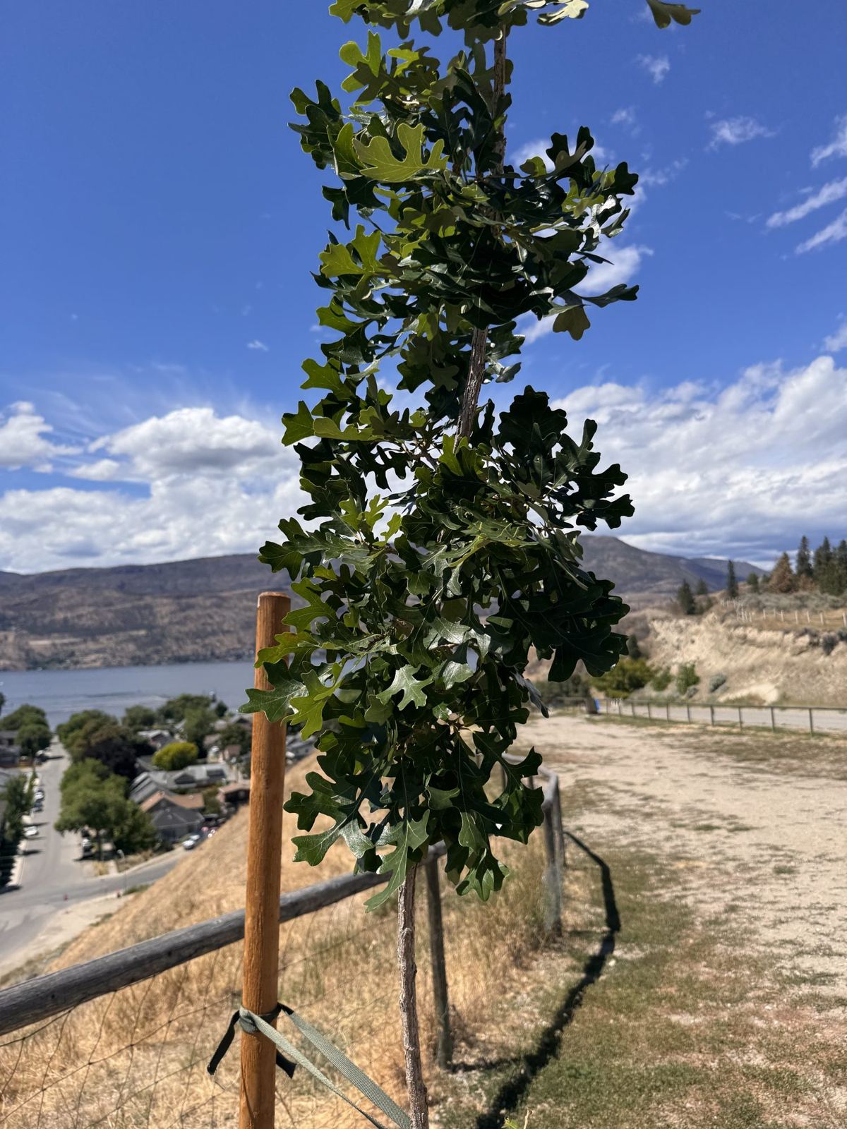 Tree Guardian bur oak holding dense canopy through the heat