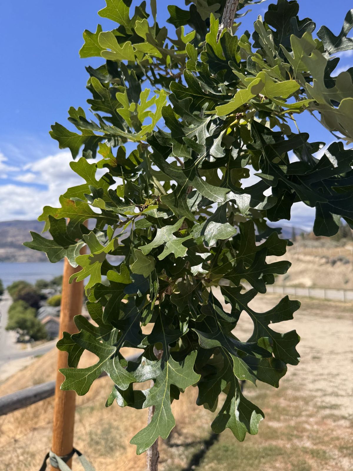 Bur oak canopy close-up — thick, glossy leaves at four weeks