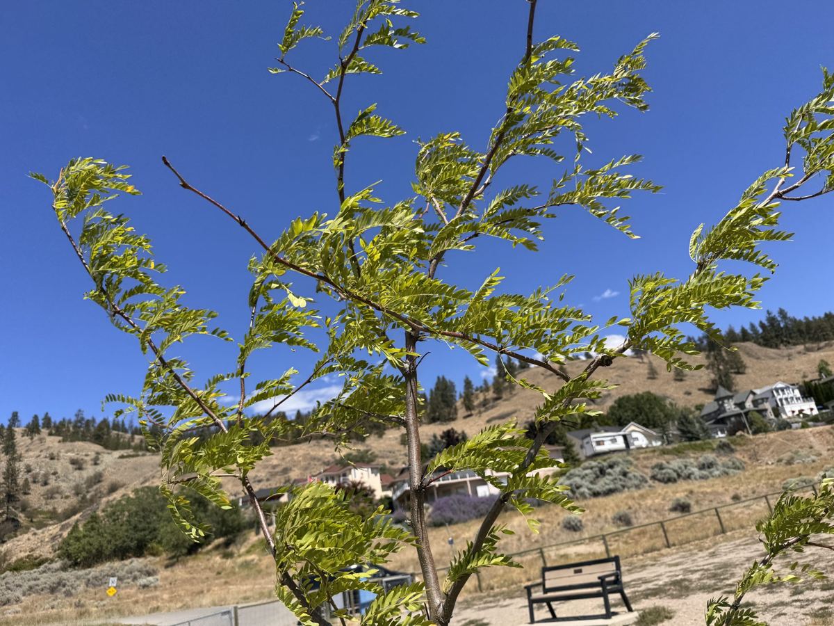 Tree Guardian honey locust canopy against the sky