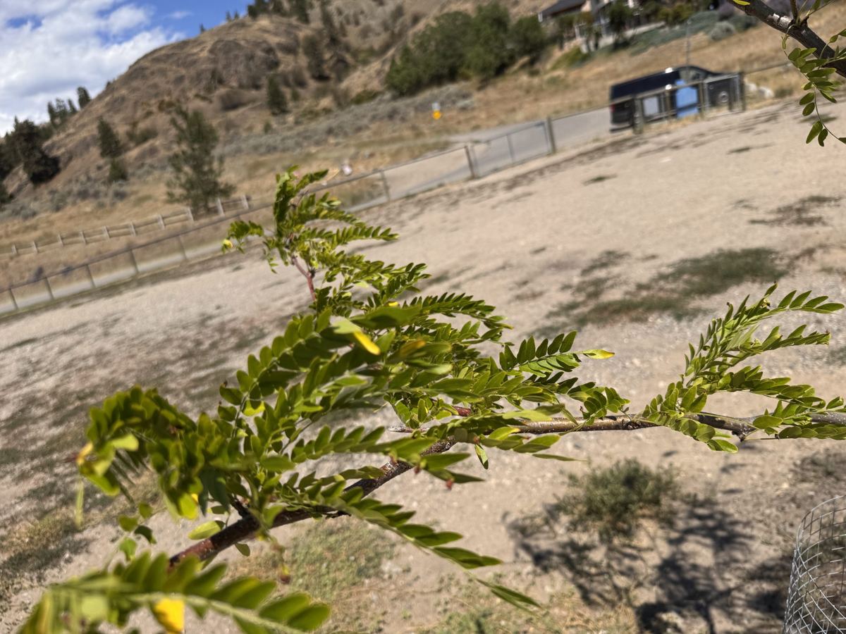 Honey locust branch in full leaf at the pilot site