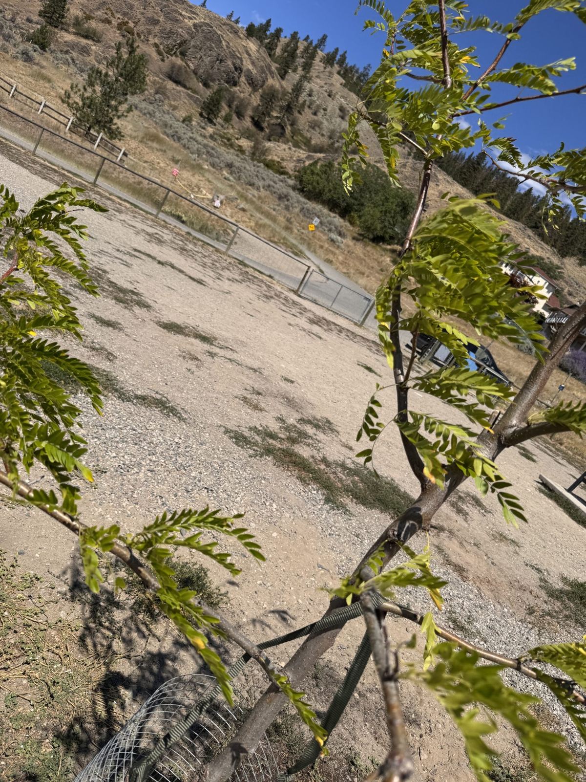 New growth along a Tree Guardian honey locust