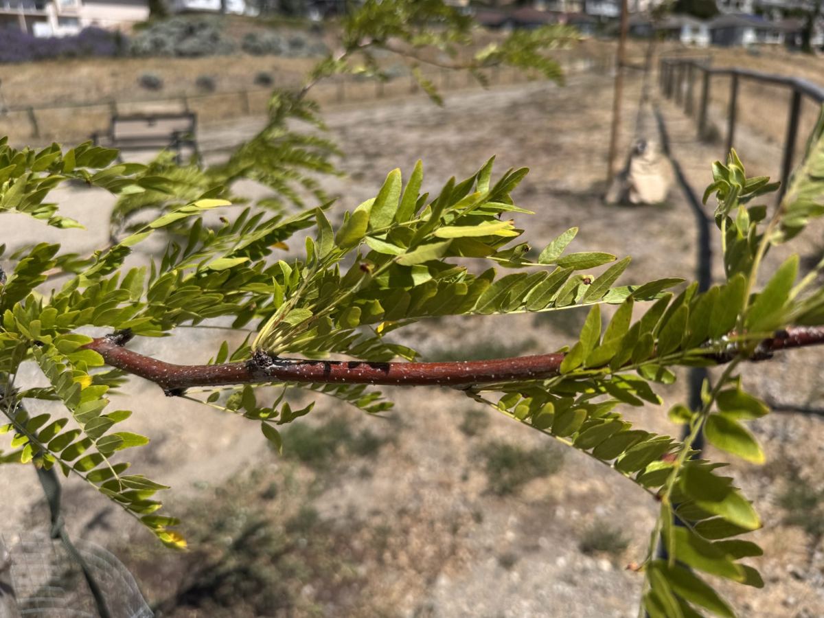 Healthy leaflets on a honey locust branch, four weeks in