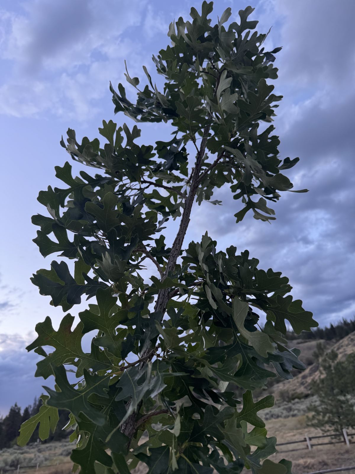 Tree Guardian bur oak with a dense green canopy at four weeks