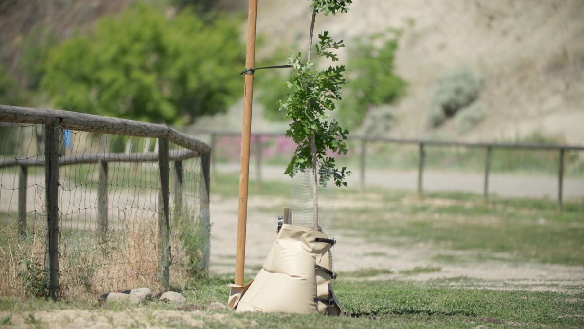 Tree Guardian installed on a newly planted oak